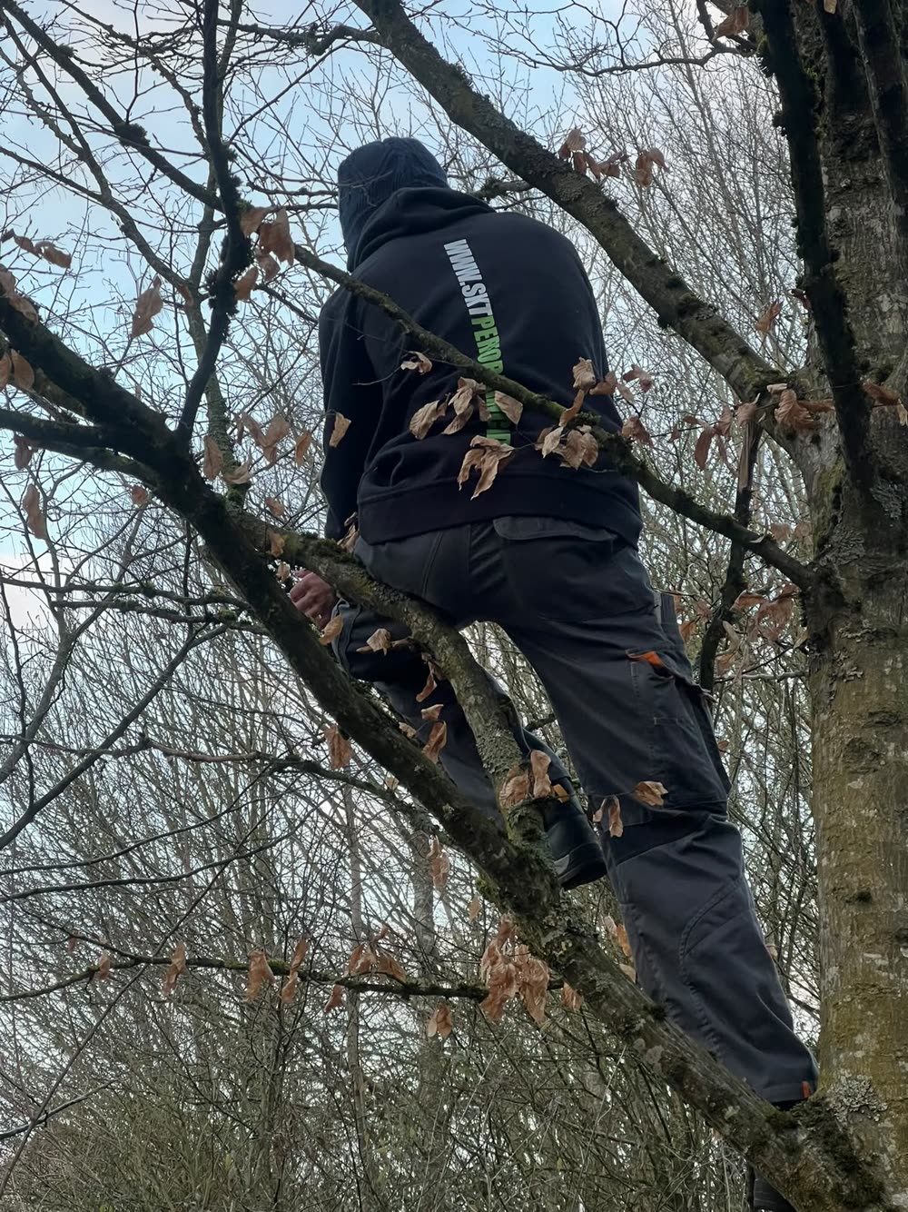 Kronenpflege durch Baumklettern